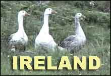 Ireland Dingle geese